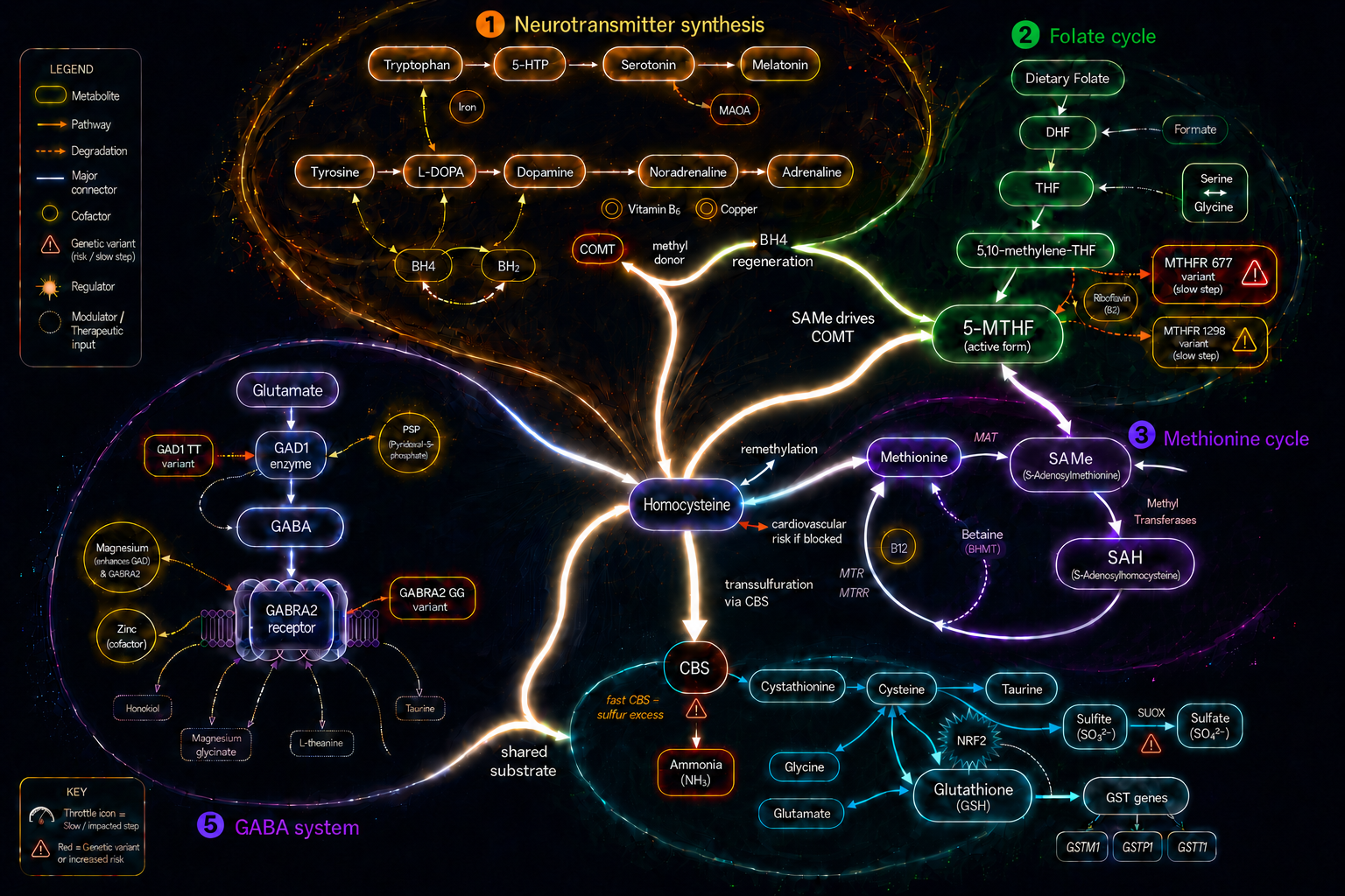 Neon pathway map showing interconnected folate, methionine, neurotransmitter and detoxification cycles