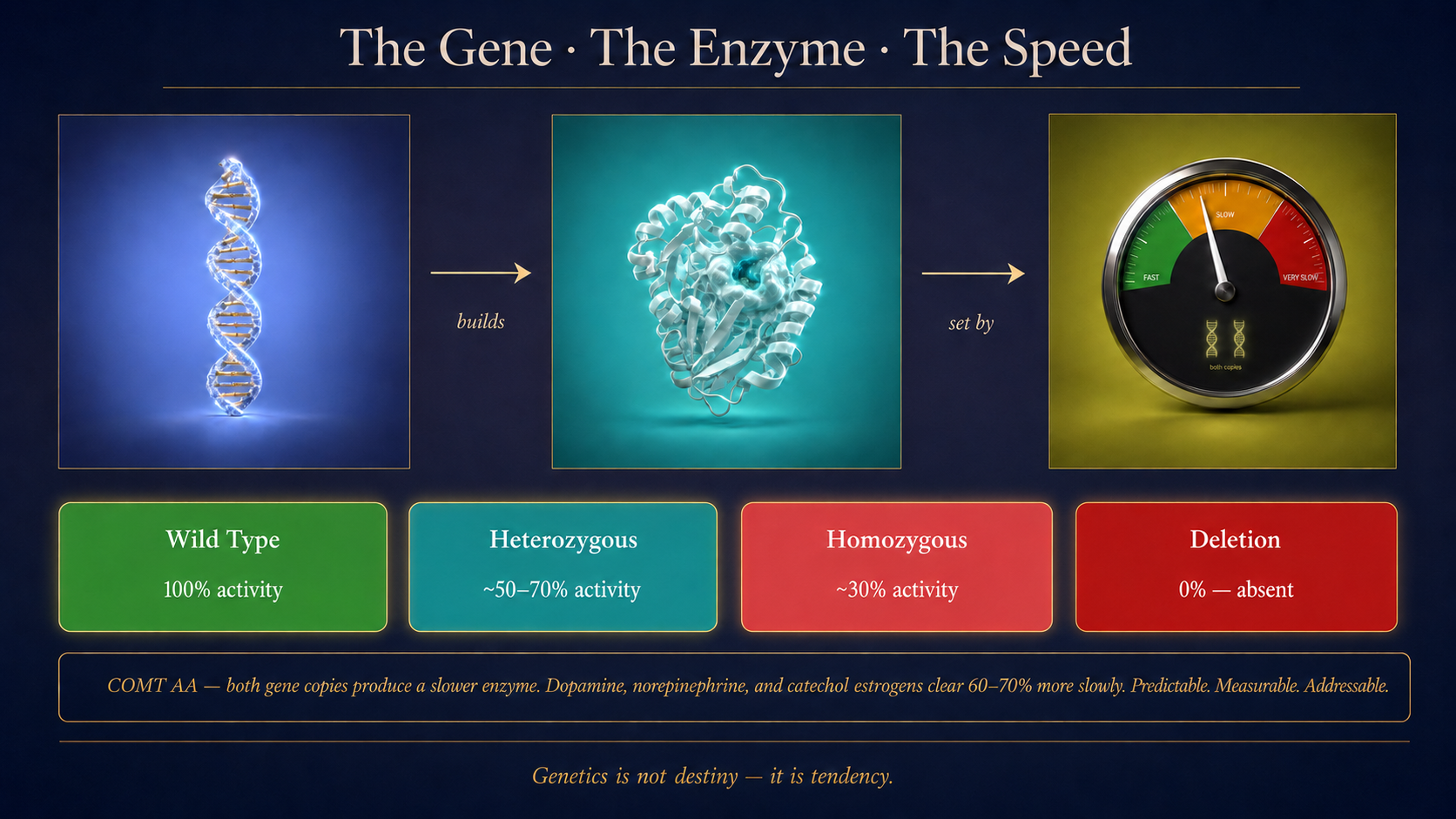 Diagram showing how genes build enzymes that set metabolic speed
