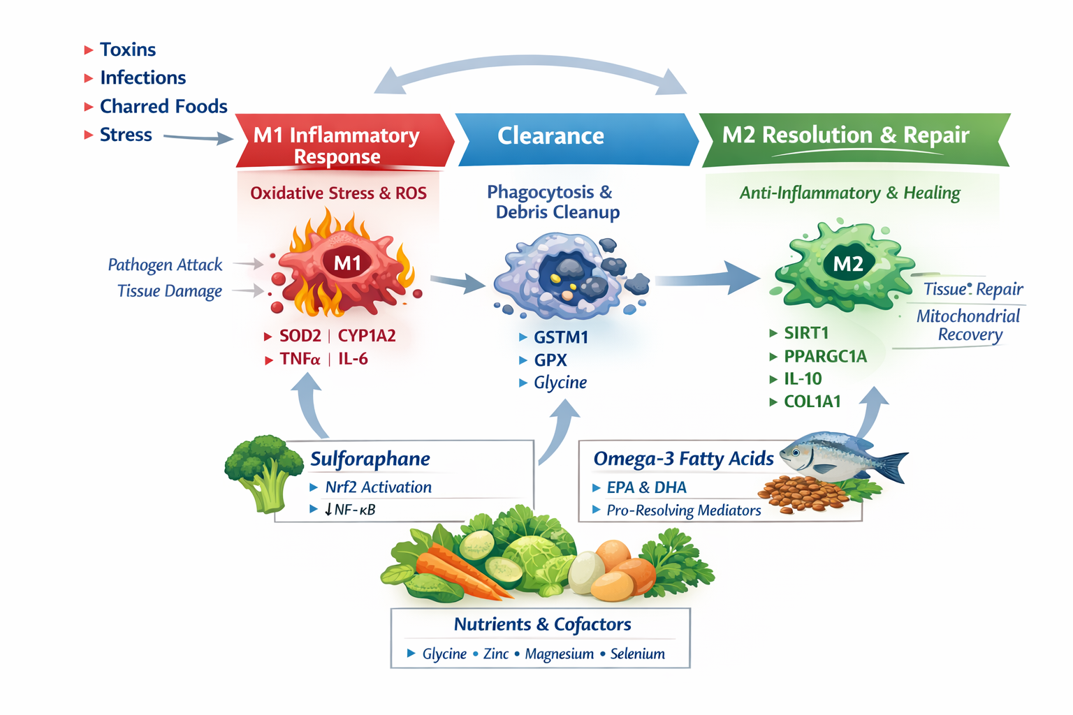M1 to M2 inflammation resolution pathway